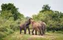 A la rencontre des éléphants dans le parc national de Minneriya