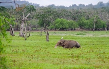 Parc National d'Udawalawe - Galle - Negombo