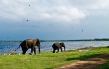 Matinée avec les éléphants a la Millenium elephant foundation