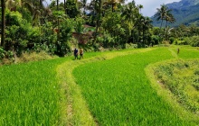 Balade dans les plantations d'hévéas, rizières et découverte de Kandy, la capitale religieuse
