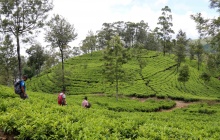 Kandy - Nuwara Eliya : sur la route du thé